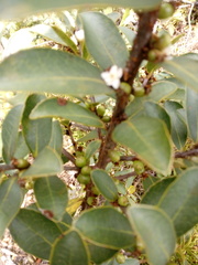 Symplocos theiformis