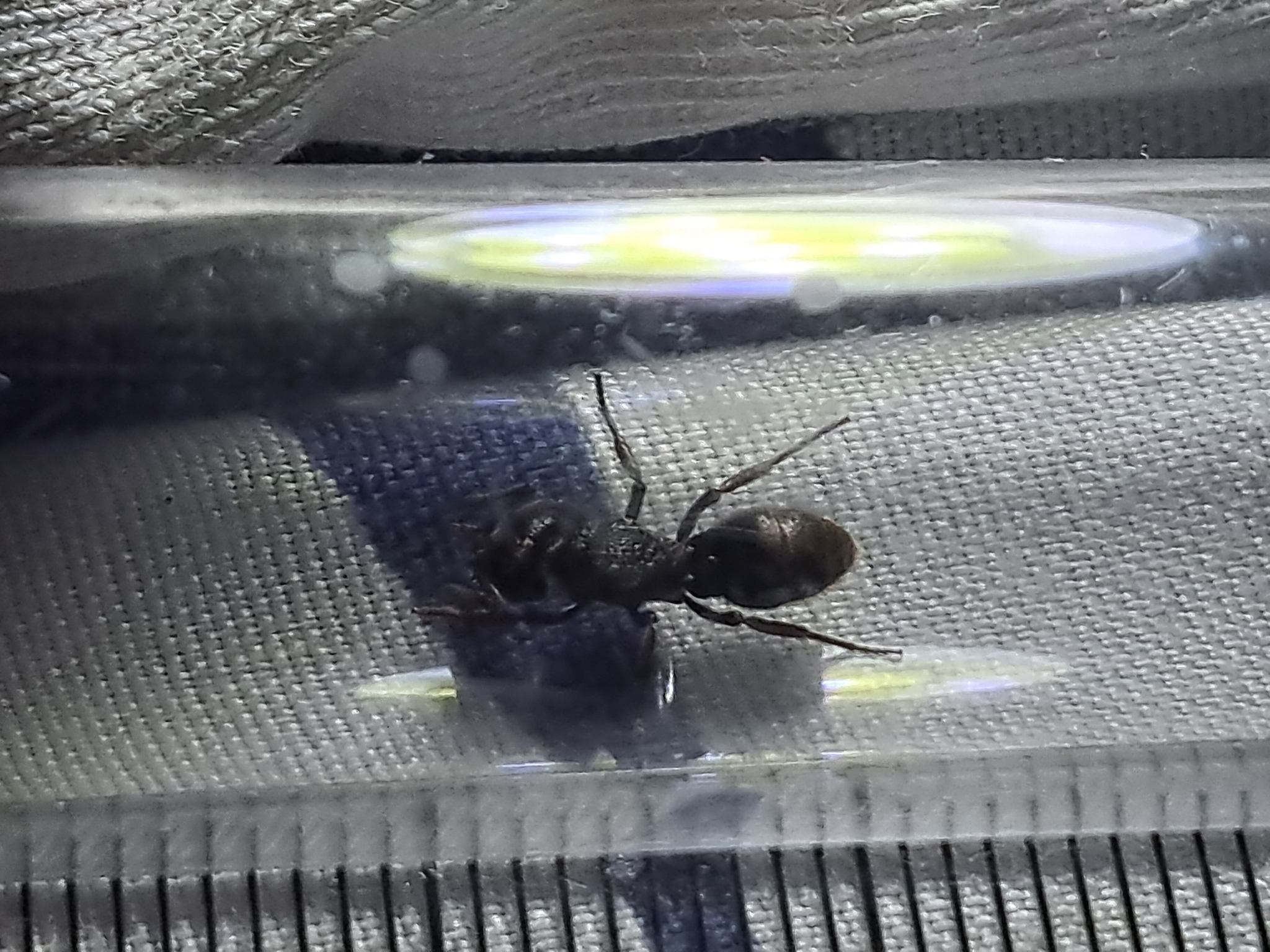 Phrynoponera pulchella
