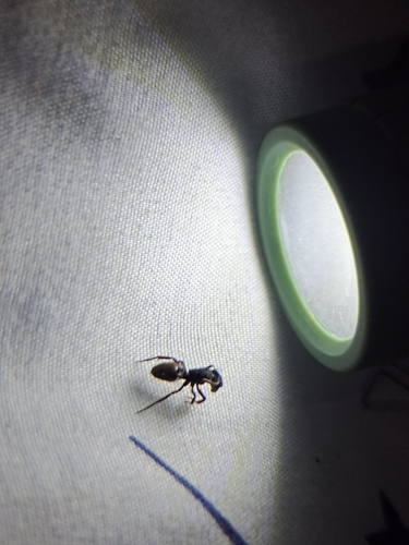 Phrynoponera pulchellaPhrynoponera pulchella