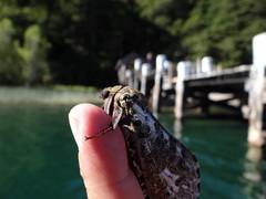 Andeabatis chilensis