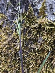 Poa cuspidata