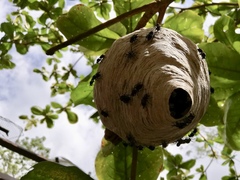 Pseudopolybia compressa