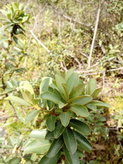 Symplocos theiformis