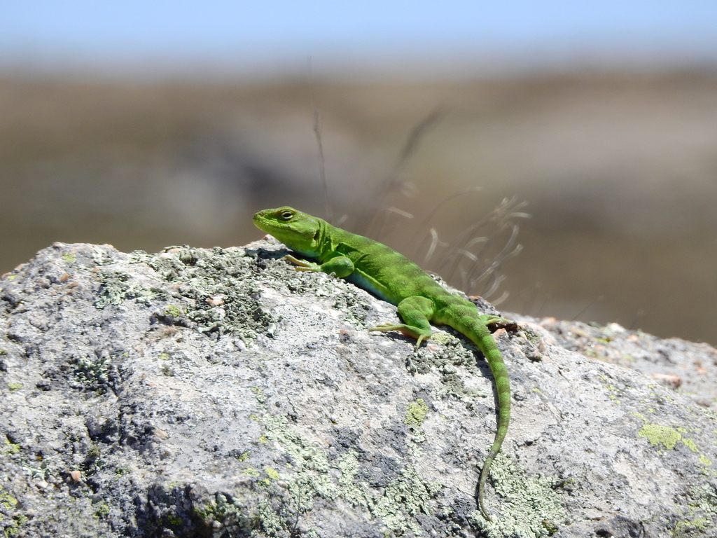 Argentine Anole