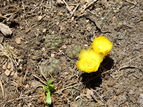 Gymnocalycium andreae