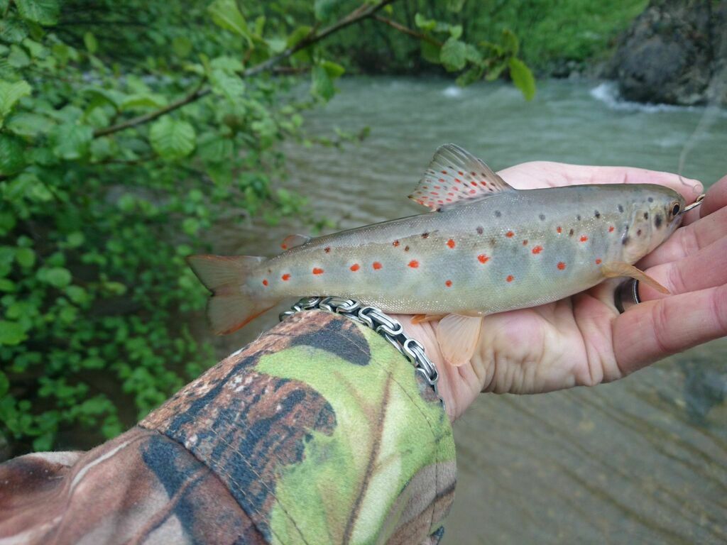 Anatolian Sea Trout