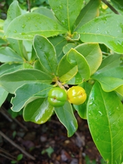 Brunfelsia americana, photograph (c) Kurt Miller, some rights reserved (CC BY-SA)