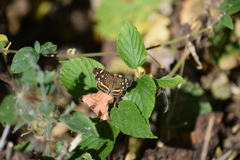 Anthanassa ptolyca amator