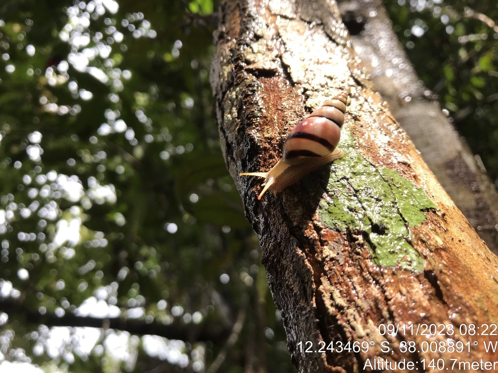 Leiostracus vittatus