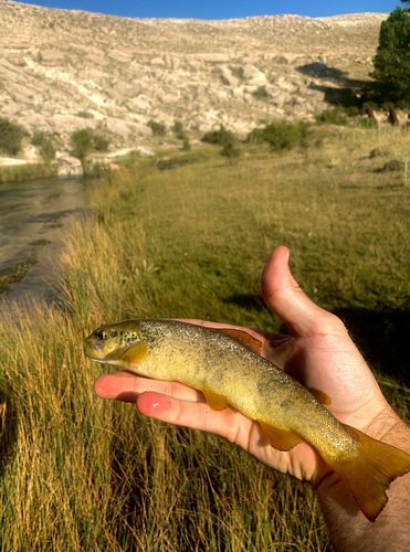 Flathead trout (Salmo platycephalus) — Salmonidae