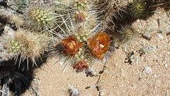 Cylindropuntia wolfii
