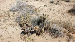 Cylindropuntia wolfii