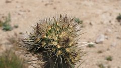 Cylindropuntia wolfii