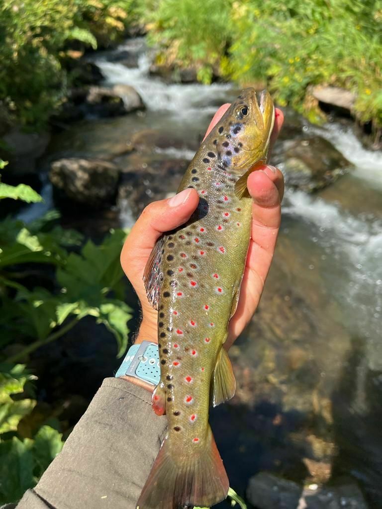 Euphrates Trout