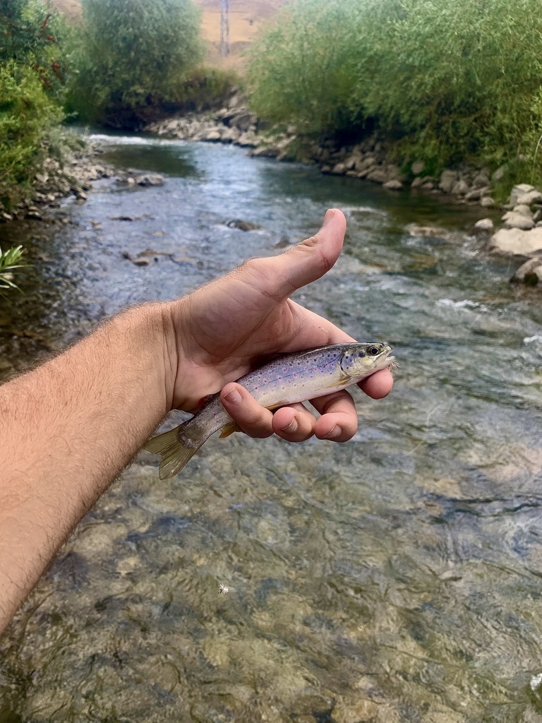 Tigris Trout