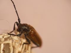 Anaesthetis testacea