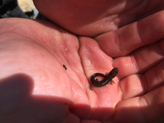 Desmognathus amphileucus