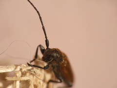 Anaesthetis testacea