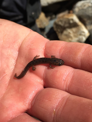 Desmognathus amphileucus