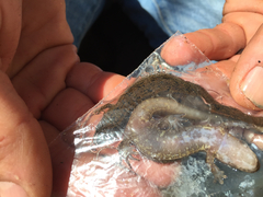 Desmognathus amphileucus