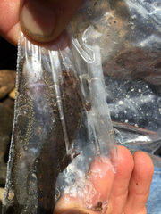 Desmognathus amphileucus