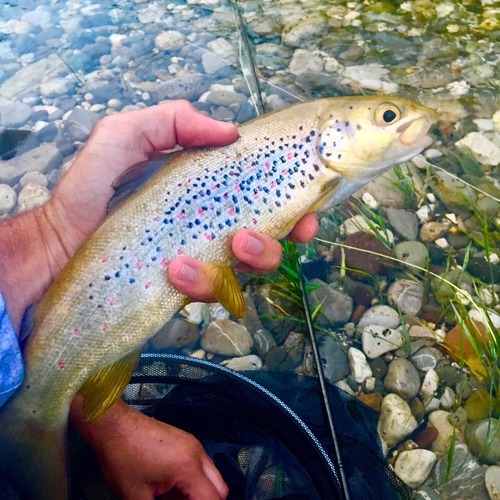 Adriatic trout (Salmo obtusirostris) — Salmonidae