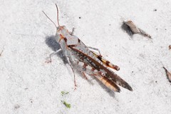 Spharagemon marmorata