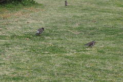 Spodiopsar cineraceus