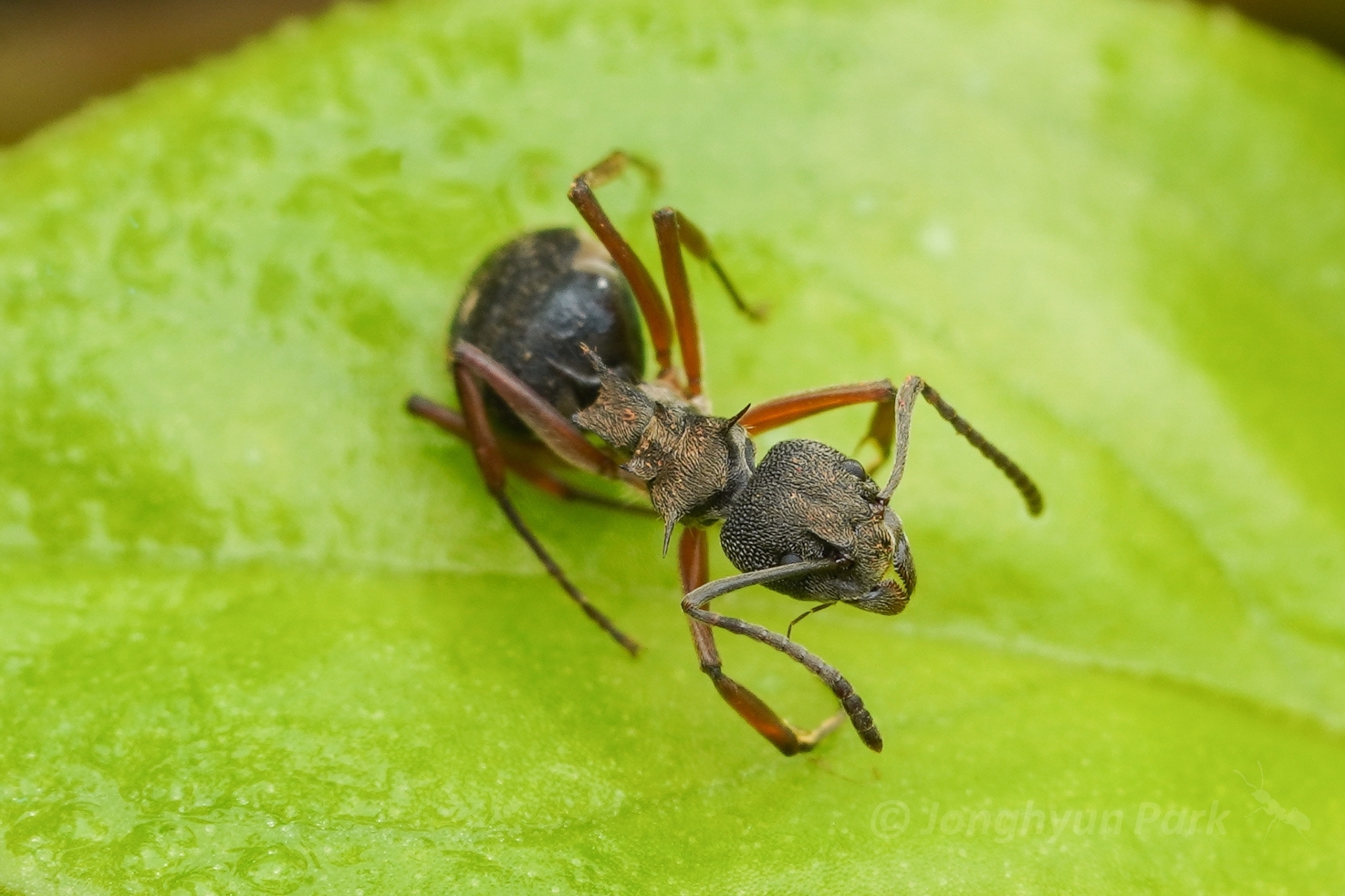 Dolichoderus septemspinosus