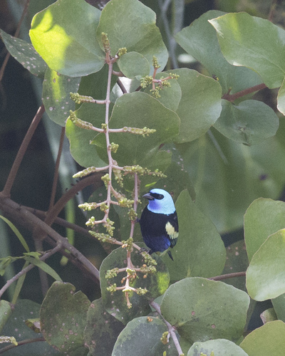 Blue-necked Tanager (Stilpnia cyanicollis), photo 9