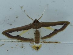 Diaphania elegans