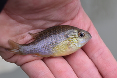 Lepomis peltastes