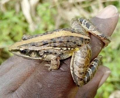 Upemba Grassland Frog