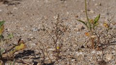 Nemacladus orientalis