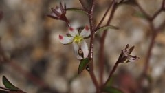 Nemacladus orientalis