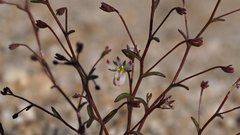 Nemacladus orientalis