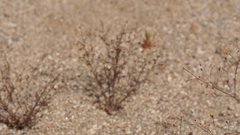 Nemacladus orientalis