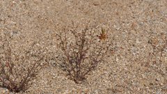 Nemacladus orientalis