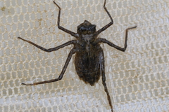 Macromiidae