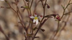 Nemacladus orientalis