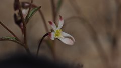 Nemacladus orientalis