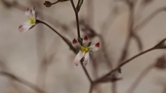 Nemacladus orientalis