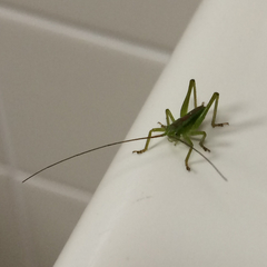 Tettigonia orientalis