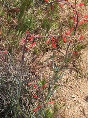 Penstemon subulatus