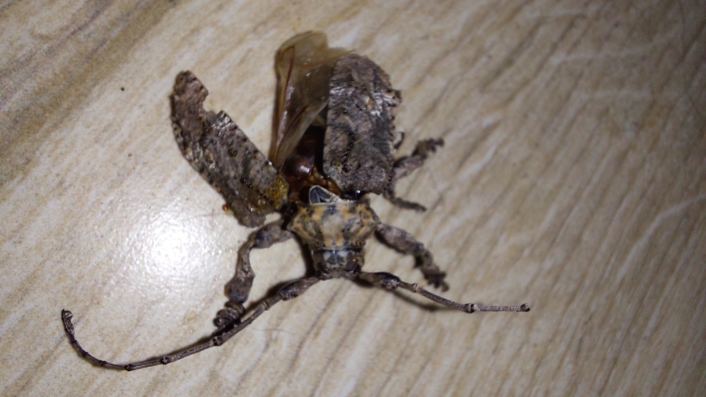 Onychocerus scorpio