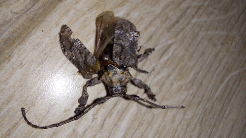 Onychocerus scorpio