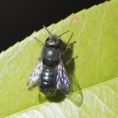 Osmia lignaria propinqua