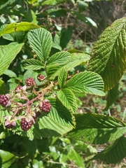 Rubus palmeri