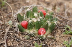 Escobaria missouriensis