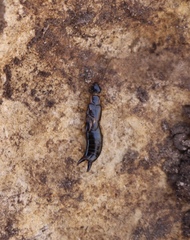 Euborellia cincticollis